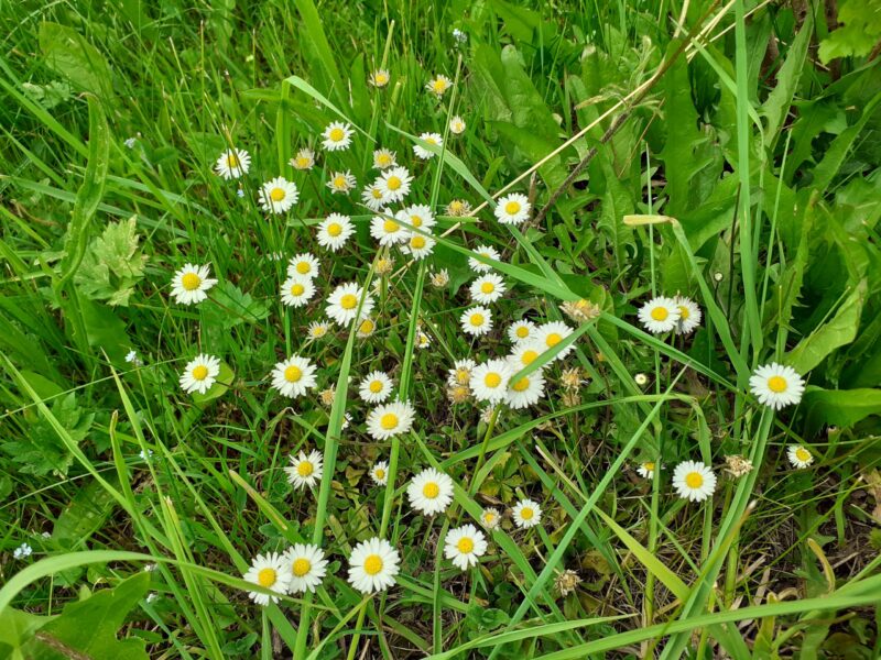 "Sommersonnenwende – die Heilkräuter der Sonne"   Kräuterwanderung/Workshop