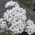Teekräuter sammeln und selber fermentieren - Wanderung/Workshop