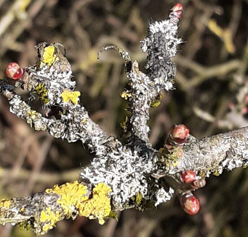 Die Knospen der Bäume und Sträucher  Verwendungsmöglichkeiten von Blattknospen, Blütenknospen, Baumkätzchen an Sträuchern und Bäumen