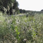 „Wurzeln, das Gold der Erde“