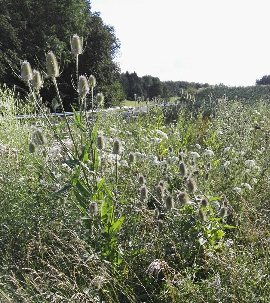 „Wurzeln, das Gold der Erde“